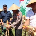Polres Pamekasan Gelar Panen Raya Jagung Serentak Kuartal II, Dukung Swasembada Pangan Tahun 2025