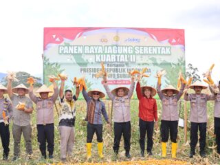 Perkuat Ketahanan Pangan Pemkab Tapsel  Mengelar Panen Raya Jagung