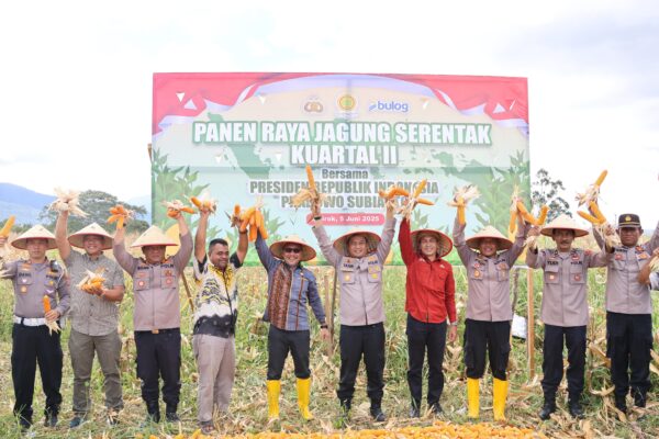 Perkuat Ketahanan Pangan Pemkab Tapsel  Mengelar Panen Raya Jagung