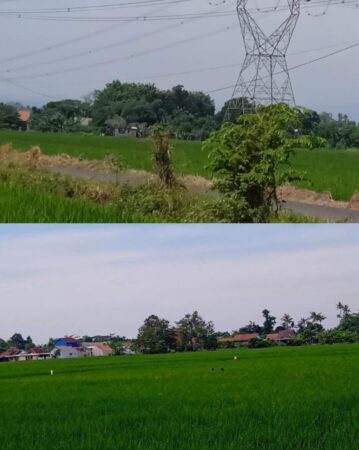 Lahan Hijau, Ketahanan Pangan, Kec Kedungwuni, Kab Pekalongan 
