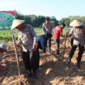 Penanaman Jagung Serentak Kuartal III, Inilah Bentuk Kontribusi Nyata Polres Pamekasan