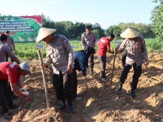 Penanaman Jagung Serentak Kuartal III, Inilah Bentuk Kontribusi Nyata Polres Pamekasan