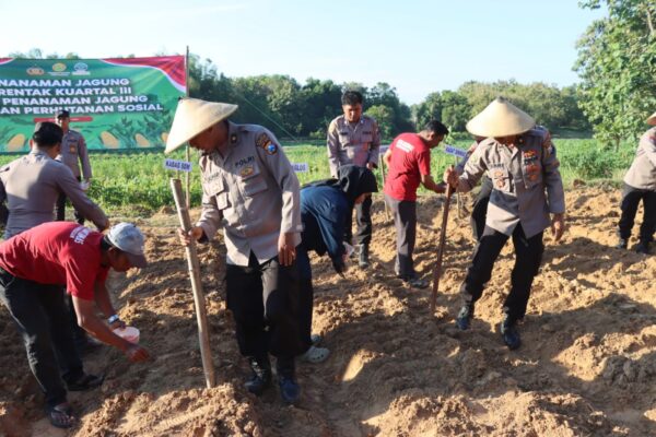 Penanaman Jagung Serentak Kuartal III, Inilah Bentuk Kontribusi Nyata Polres Pamekasan