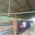 BUMDES Berkah Blado Kab Batang Targetkan Peningkatan PADes Melalui Usaha Peternakan Ayam Petelur, Diharapkan Menjadi Percontohan